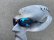 Photo16: JULIET - HCD Blue Revo - NXT® EMBEDDED - Non Polarized